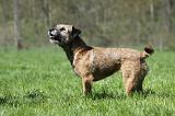 BORDER TERRIER 063